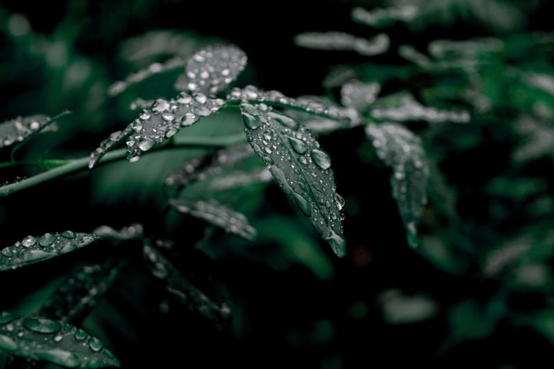 IRELAND WEATHER: Damp and windy weather expected today with widespread outbreaks of rain