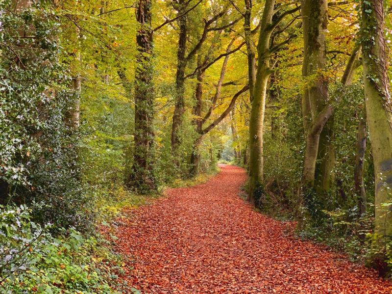 Longford camera enthusiasts urged to enter exciting Teagasc forestry photo competition