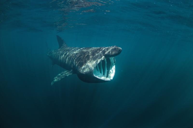 North Louth: Carlingford Lough basking Sharks given protected status 
