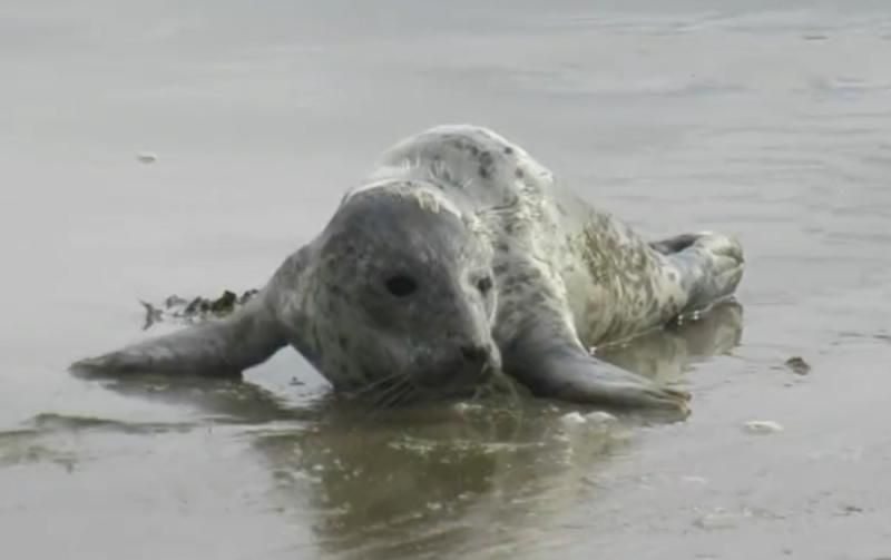 WATCH: Seal rescued on popular Waterford beach