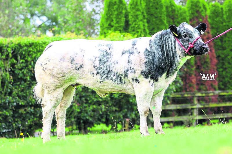 Large turnout for Longford Pedigree Belgian Blue Sale