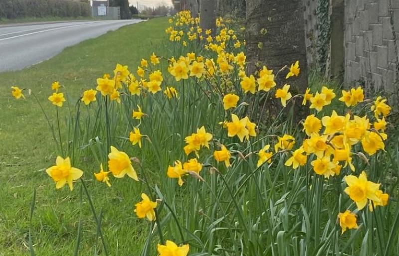 Laois community wants your to help renew its dazzling daffodils