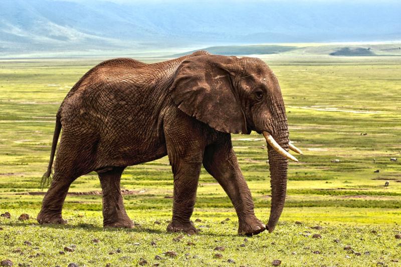 Buried Laois petrol tank is the elephant in the room 