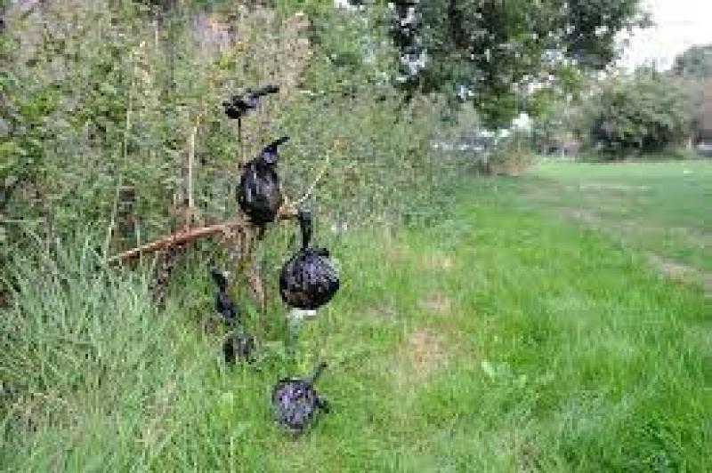 Bags of dog poop are hanging from the trees in Letterkenny, claims councillors
