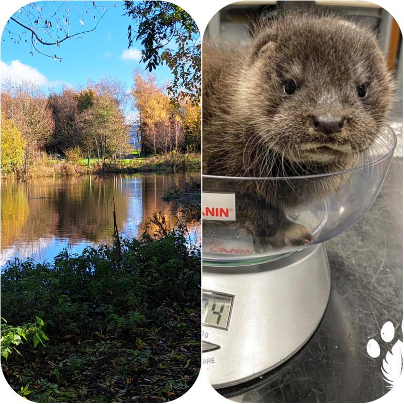 Rescue helps Baby Otter found in Portlaoise 