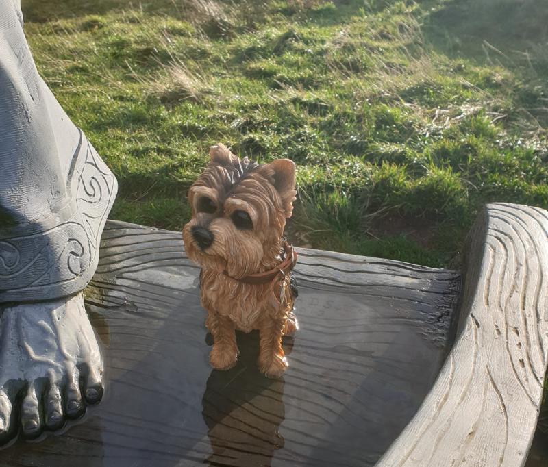 French student takes ornamental dog on epic journey up Binevenagh