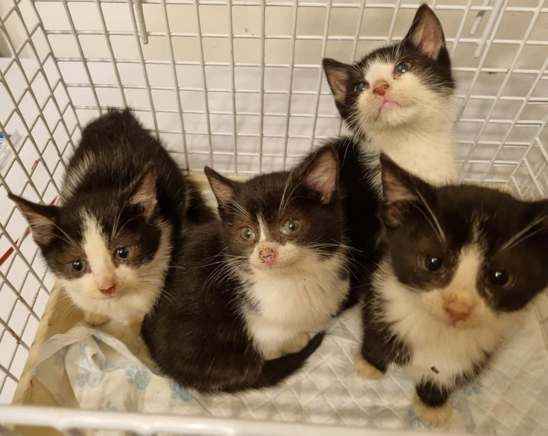 Little kittens dumped in Donegal forests in two separate incidents - Animals in Need 