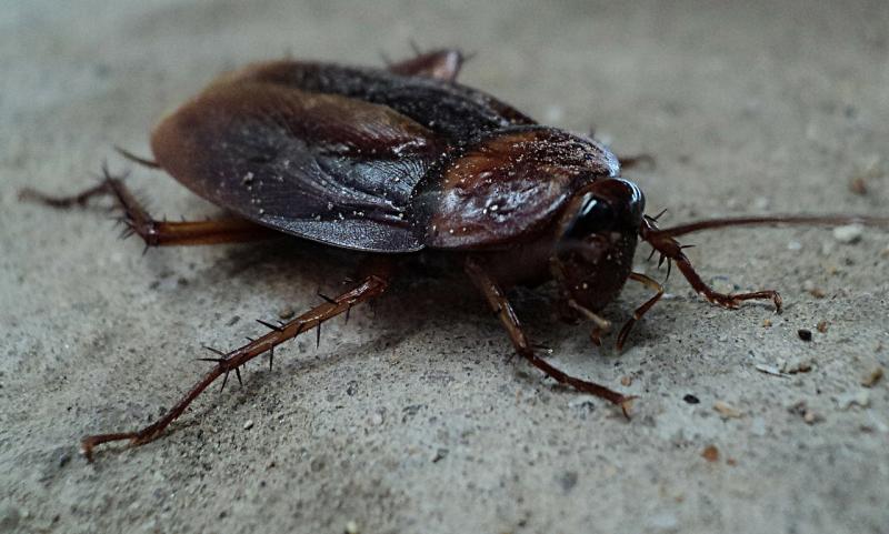 Warning issued to Waterford public over threat of cockroaches during cold weather