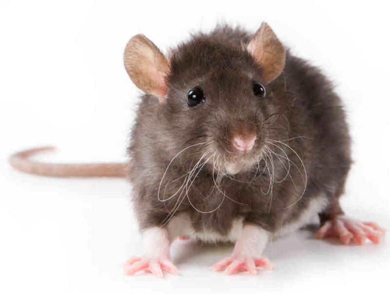 Advice from Rentokil on how to keep mice and rats away this Christmas