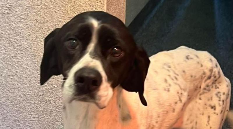 Dog found in 'skin and bone' condition in Kilkenny