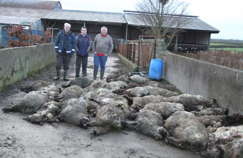 Savage sheep kill in Midlands 'like something out of a horror film'