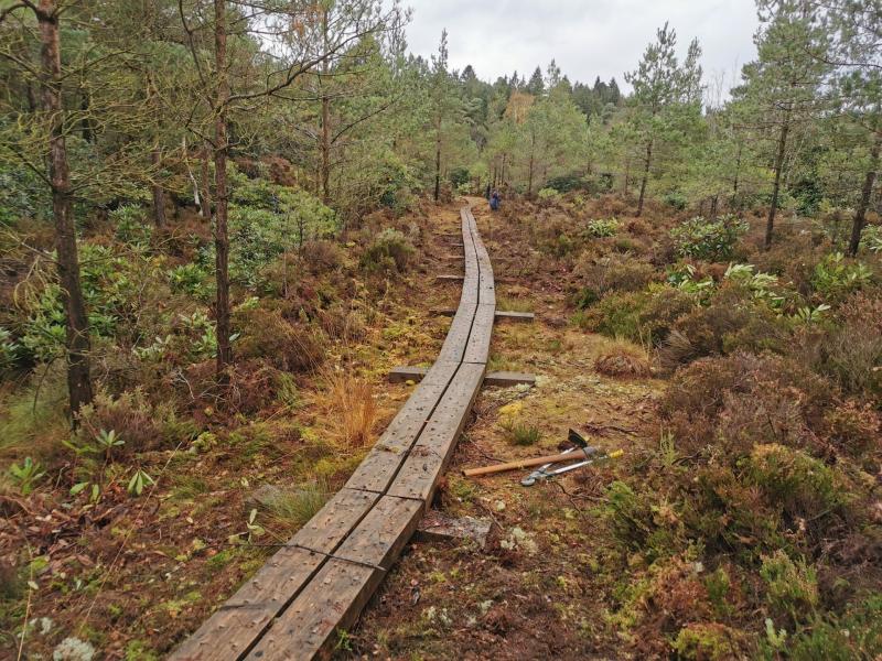 Abbeyleix Bog team need your help for as 2023 work begins at Laois oasis