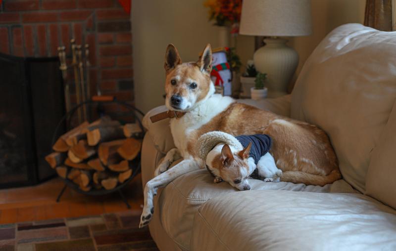 New pet policy for local authority apartments in Kilkenny 