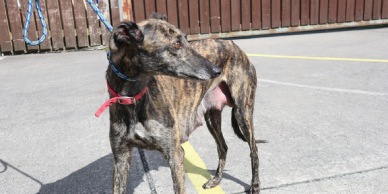 ISPCA seek help to find Roo  
