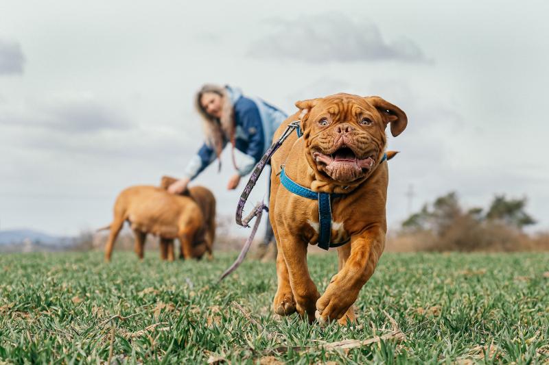 ‘The postman hates my dog’ — Claim heard in Naas District Court