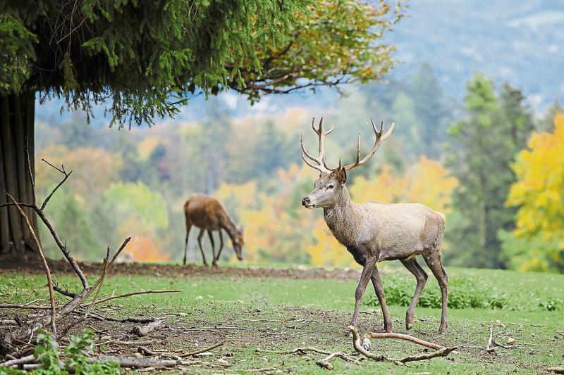 Hundreds of wild deer culled in Kilkenny, new figures show