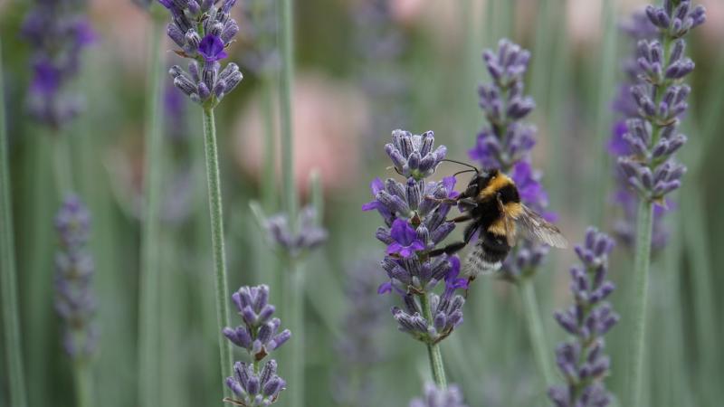 LATEST: Tipperary County Council  receive approval  to appoint a biodiversity officer