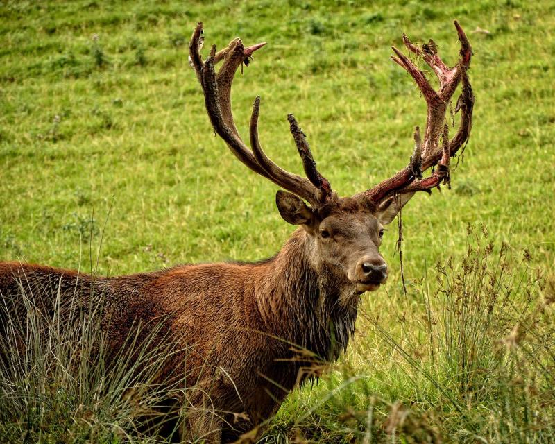 Kilkenny councillor welcomes report on deer culling 