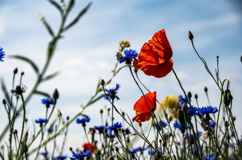 Louth groups receive  €7300 for biodiversity projects