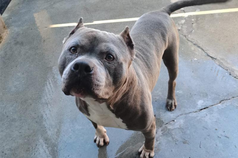 No owner claims pit bull dog found at Laois train station