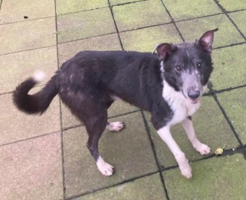 'Worst year ever for unwanted dogs' in Animals in Need's  17 year history  