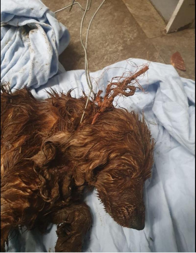 Three-year-old dog tied to gate was found dead by rescue workers 