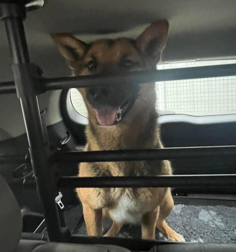 Freda the German Shepherd given a chance after fourteen weeks in shelter - Kilkenny Live