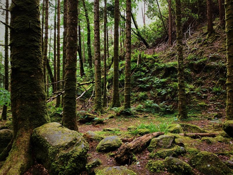 ‘Forestry is a law unto themselves,’ councillors express anger at damage to Tipperary roads