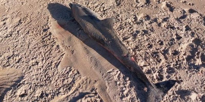  Body of young dolphin found washed up on Port Arthur Beach 