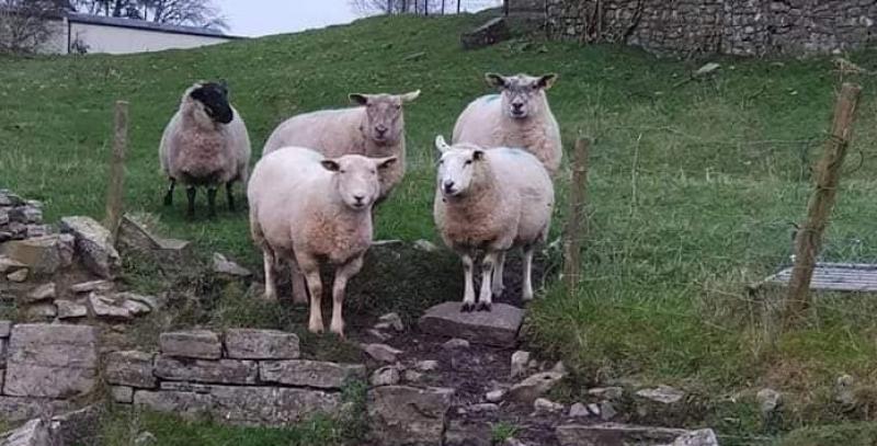 Attack on sheep leads to two ewes in lamb being killed 