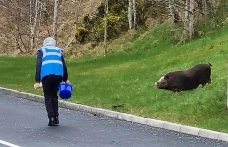 All Creatures Great and Small at Donegal Animals in Need 