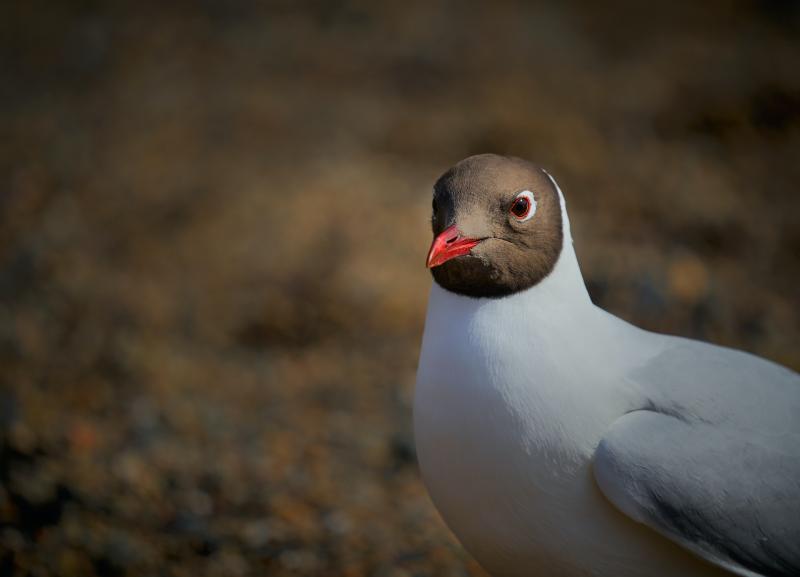 LATEST: Tipperary people given advice on how to deal with bird flu