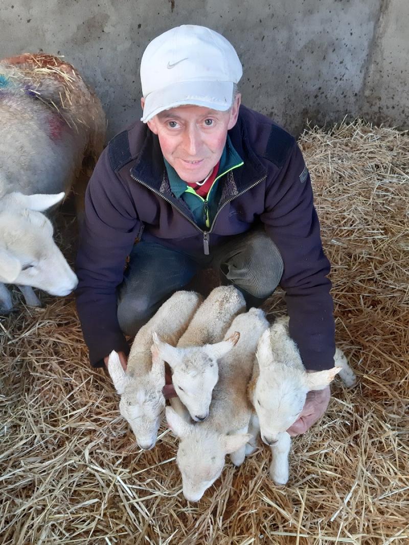 Laghey ewe's  lamb quadruplets is unexpected late season bonus  