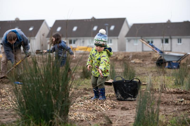 Stand of trees planted along Limerick route