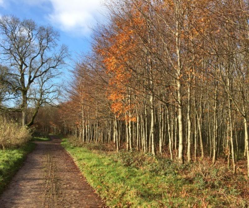 Longford farmers set for series of Spring forest walks