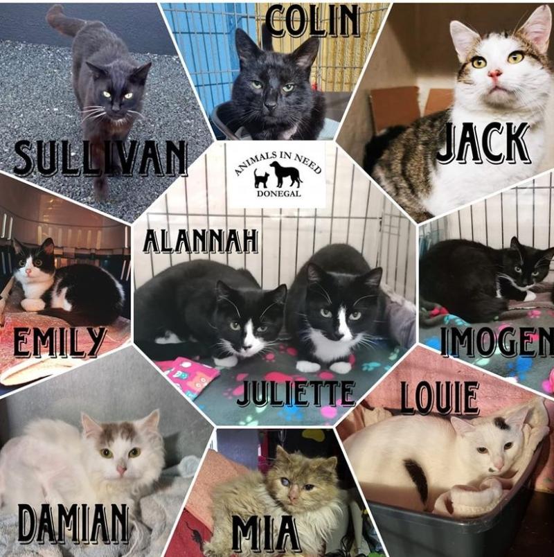 Homes Sought by young cats at Animals In Need