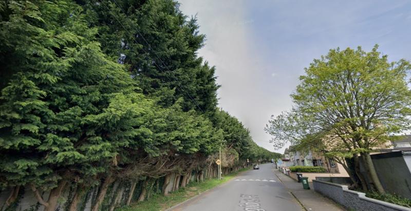Removal of Laois railway Leylandii trees to cost privacy of Portlaoise homes