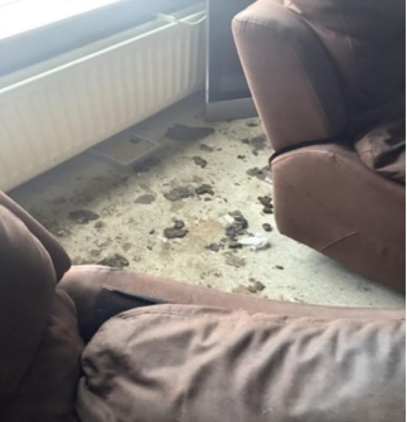 Derry Court: Woman convicted of causing unnecessary suffering to German Shepherd dogs