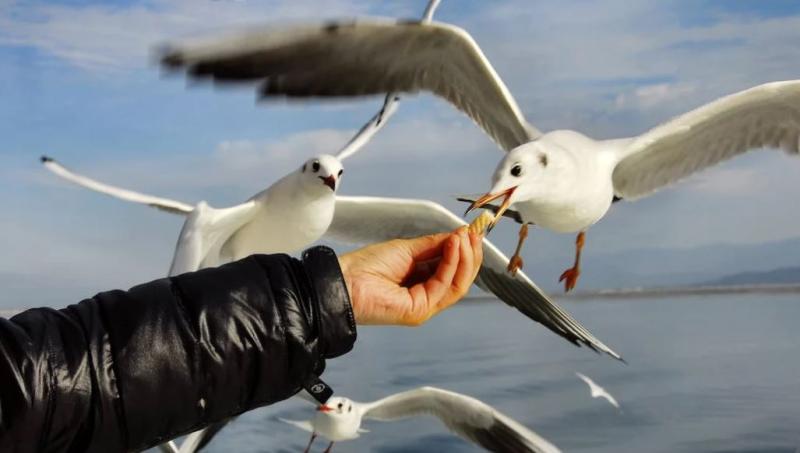 Buncrana still in a flap over nuisance seagulls 