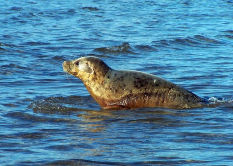 Free seal rescue training taking place in Donegal and Sligo