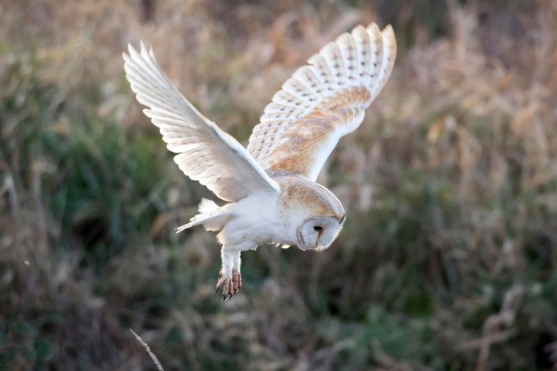  Barn owl conservation among Waterford projects to benefit from €50k biodiversity funding