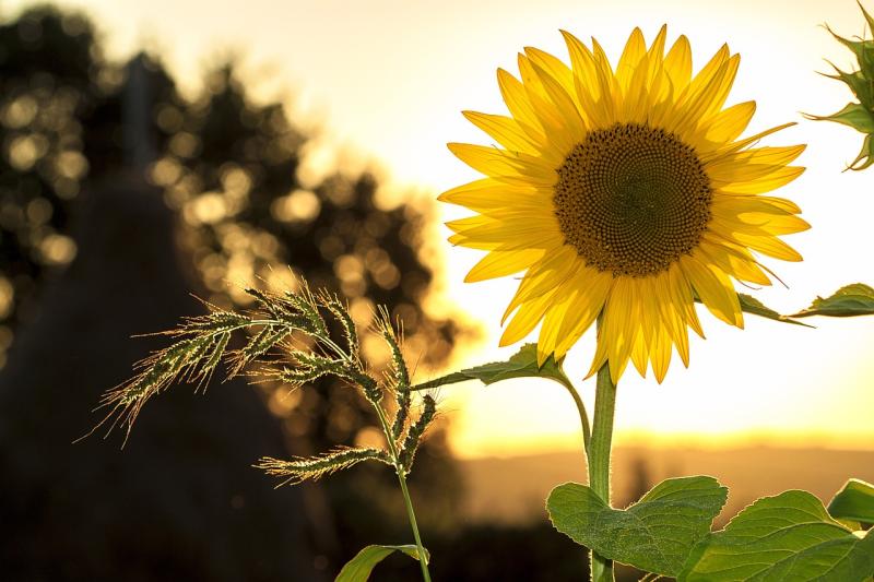 Blooming great day out beckons in Laois!