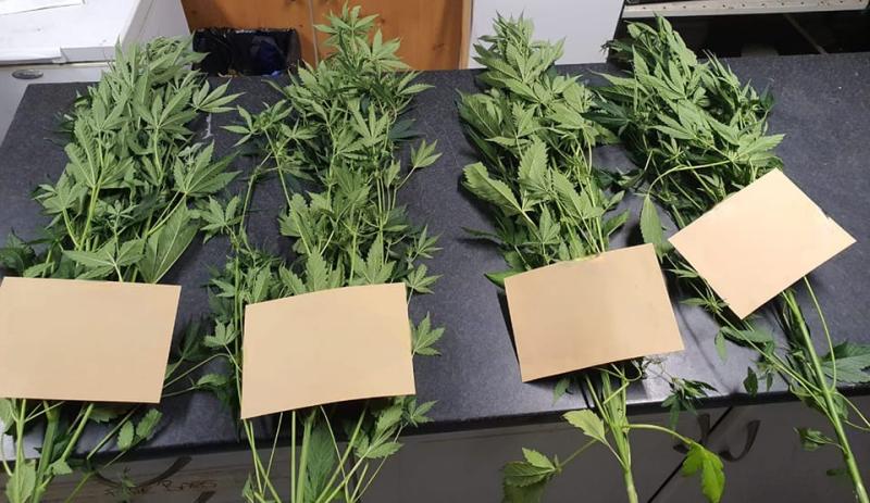 Laois Offaly Gardai seize cannabis plants worth over €30,000