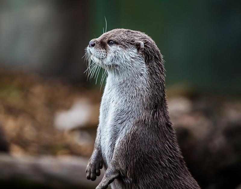Spotted an otter in Kilkenny lately?