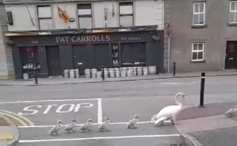 WATCH: Swan family marches through Kilkenny City