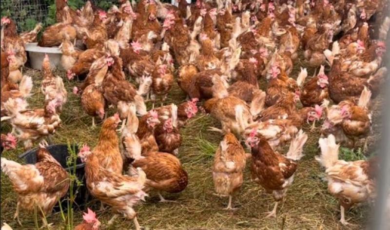 URGENT: Can you help save some hens by adopting them in Kilkenny?