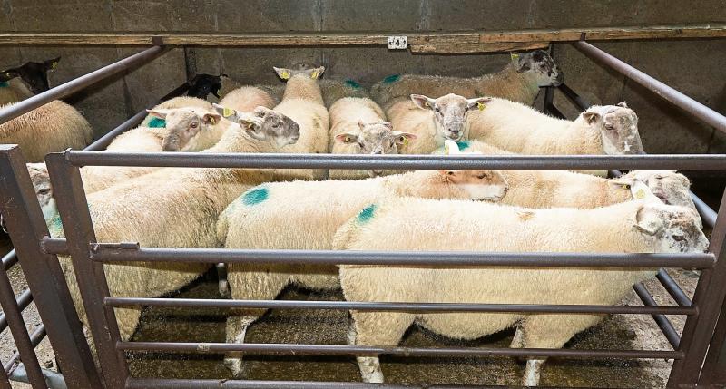 EU New Zealand free trade agreement another blow for sheep farmers