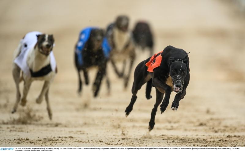 Gone to the dogs: Quieter than usual weekend for Offaly greyhounds