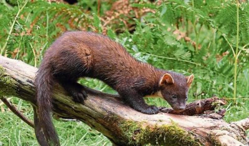 pine marten
