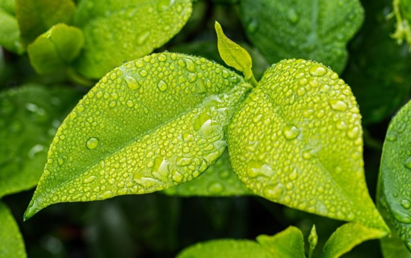 WHAT'S ON: Carlow Garden Festival's mid-week events that will keep you entertained